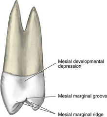 <p>In the mesial concavity of the maxillary 1st premolar</p>