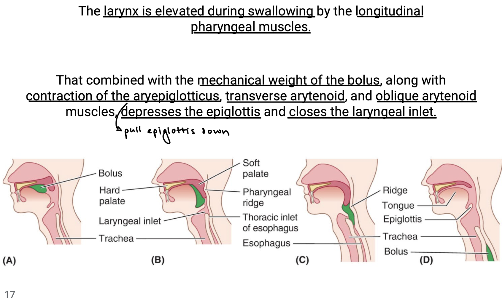 <p>Longitudinal pharyngeal mm.; aryepiglotticus, transverse arytenoid, and oblique arytenoid mm.</p>