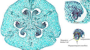 <p>Megasporangiate (Megaspores are produced)</p>