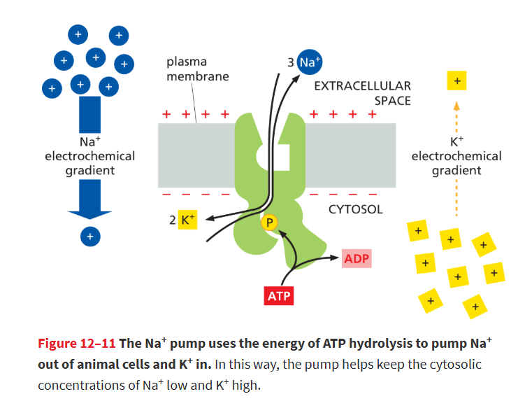 <p>Transporter found in the plasma membrane of most animal cells that actively pumps Na+ out of the cell and K+ in using the energy derived from ATP hydrolysis.</p><ul><li><p>results in <strong>3 Na⁺ out</strong> of the cell and <strong>2 K⁺ into</strong> the cell.</p></li><li><p>contributes to the electrochemical gradient of the membrane , one (-) charge inside the membrane each turn of the pump.</p></li></ul><p><u>this pump uses 25% of ALL of ur ATP!</u></p>