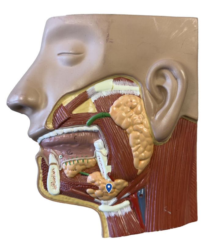 <p>Name this gland.</p>