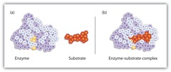 <p>A group of amino acids that makes up the region of an enzyme into which the substrate fits to catalyse a reaction.</p>
