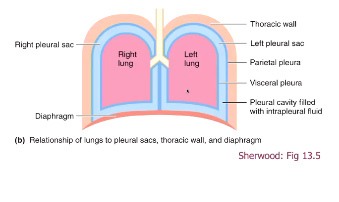 <ul><li><p>for the lung to remain inflated, the pressure in the pleural sac must be less than the pressure ithin the lung</p></li><li><p>atmospheric pressure at sea level is 760 mm Hg, hich is the same as the pressure of the lungs. pressure in the pleural sac is 756 Hg mm</p></li></ul><p></p>