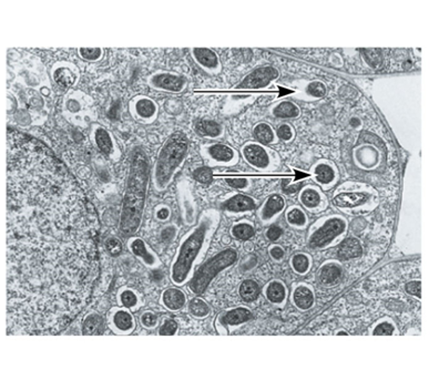 <p>Alpha proteobacteria & Mitochondria</p>
