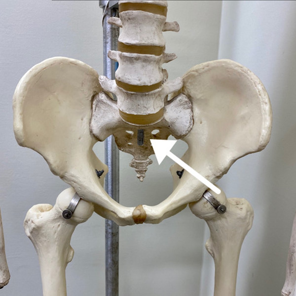 <p>What is this bone?</p>