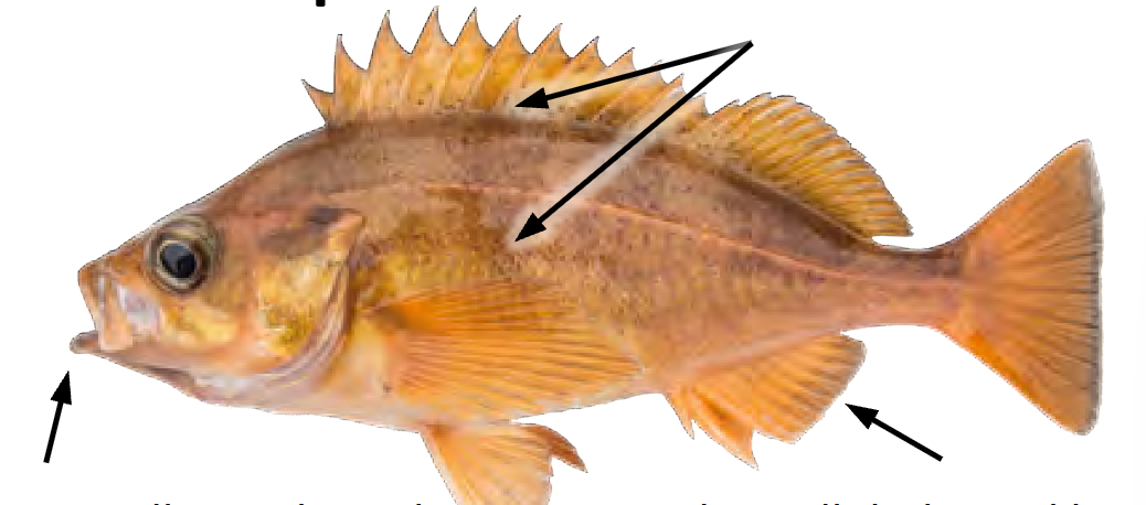 term image