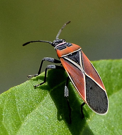 <p>Hemiptera (v shape behind head)</p>