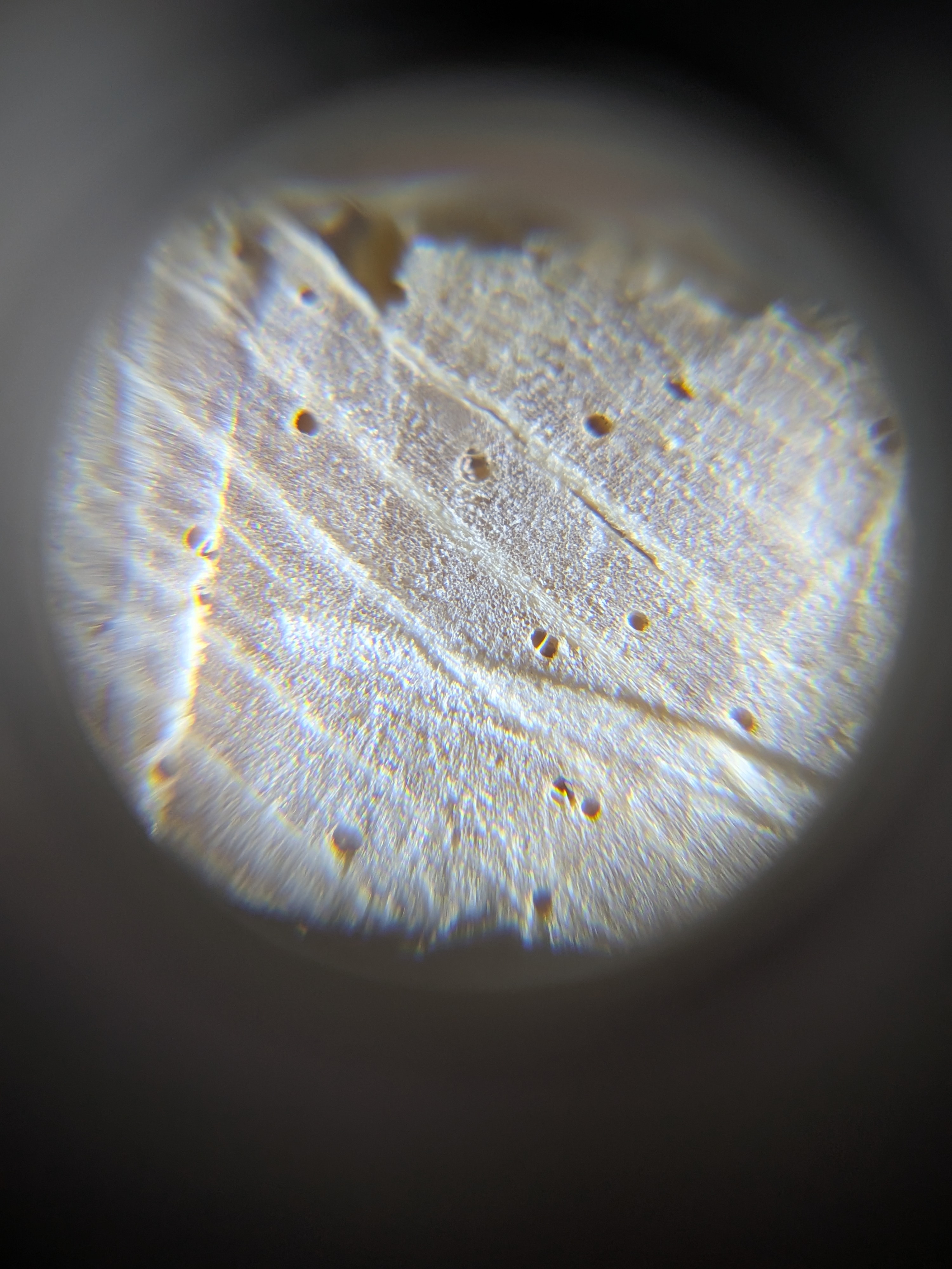 term image