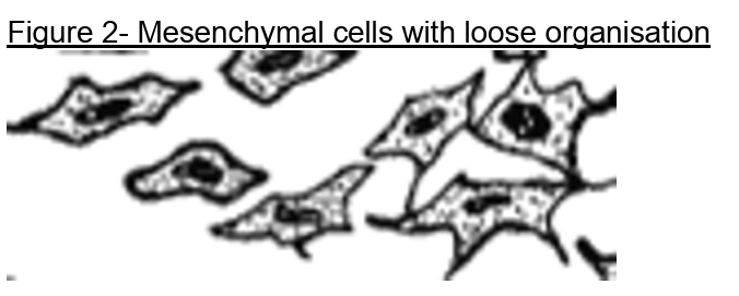<ul><li><p>have a changeable shape and are highly migratory</p></li><li><p>they have no polarity and travel all over the matrix with all sides able to contact the matrix</p></li><li><p>they can be loosely attached to each other but often have no attachments</p></li><li><p>they dont sit on basal lamina</p></li></ul><p></p>