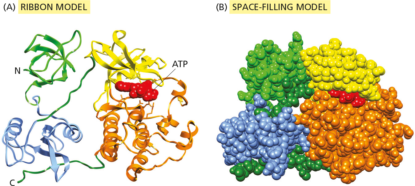 <p><span>How many protein domains make up the Src protein kinase shown in the figure?</span></p>