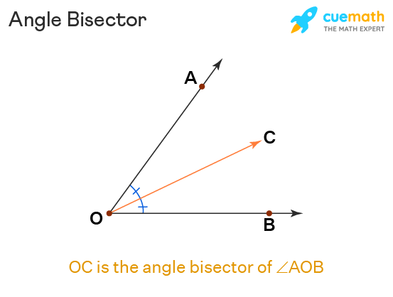 <p>bisector</p>