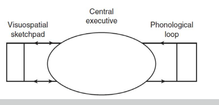 <p>visuo-spatial sketchpad -> <- central executive -> <- phonological loop (speech)</p>