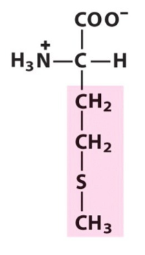 <p>What amino acid is this? </p>