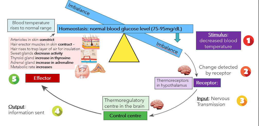 <ol><li><p>Stimulus: Decrease in blood temp</p></li><li><p>Blood temp monitored by thermoregulators in hypothalamus</p></li><li><p>Receptor: Thermoreceptors in hypothalamus detect decrease in blood temp</p></li><li><p>A variety of nervous and hormonal transmissions are activated</p></li></ol><ul><li><p>Nervous messages sent to skeletal muscles → contract (shivering) → burning energy and creating heat as by-product</p></li><li><p>Increased nervous messages sent to smooth muscle cells in arterioles and pre-capillary sphincters that supply blood to skin surface → vasoconstriction → decreases blood flow to surface → reduce loss of heat</p></li><li><p>Increased secretion of thyroxine and adrenaline occurs from thyroid and adrenal glands → increased metabolic rate → increased heat production</p></li><li><p>Increased nervous messages sent to erector-pili muscles in skin → contract → piloerection ‘goosebumps’</p></li></ul><ol start="5"><li><p>These responses increase heat production and retain heat in body → increase blood temp</p></li><li><p>Thermoreceptors detect blood temperature is back to normal → transmissions decrease temperature are terminated → negative feedback</p></li></ol><p></p>