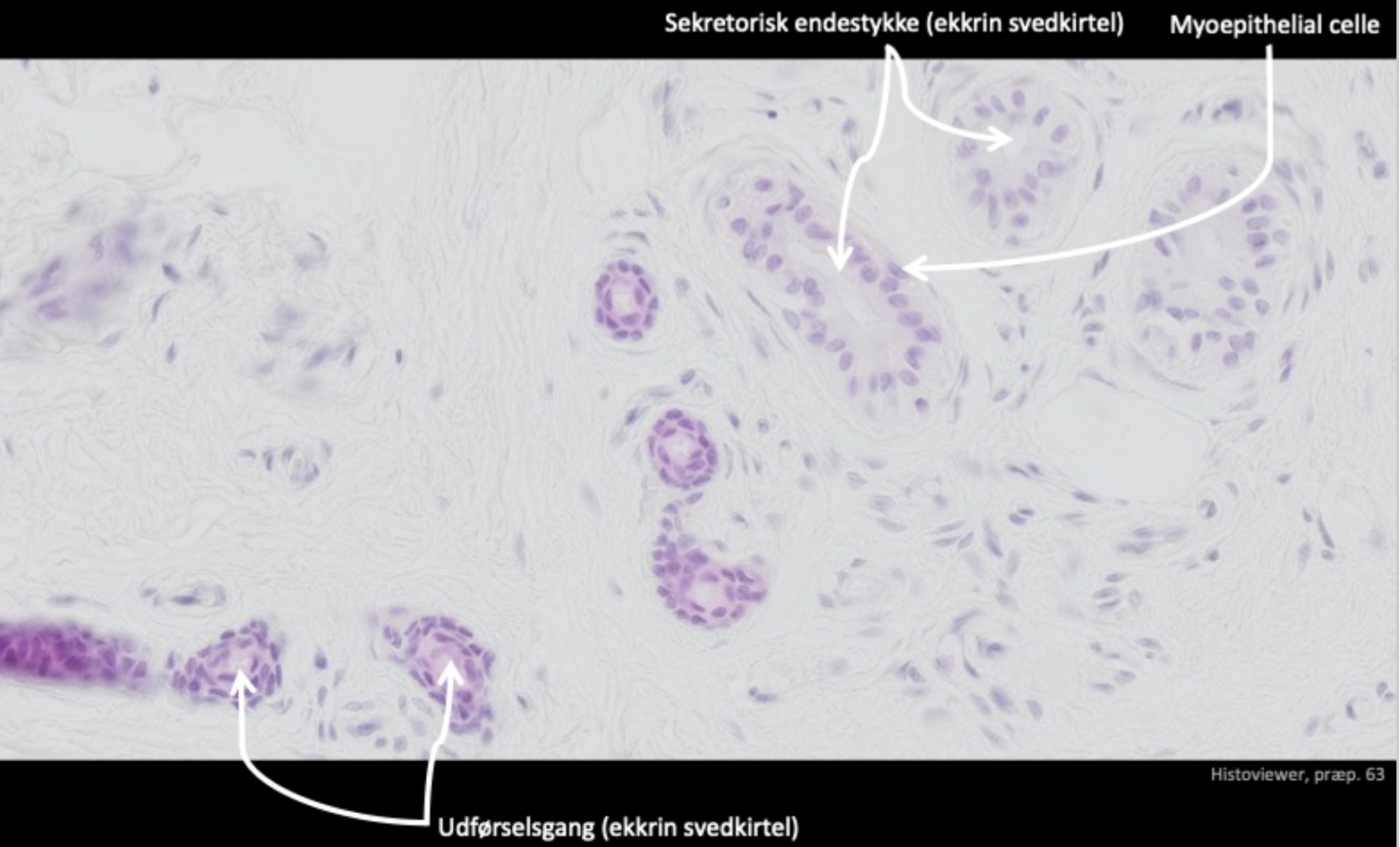 <p>Udførelsesgang (ekkrin)<br>Sekretorisk endestykke (ekkrin)<br>Myoepithelial celle</p>
