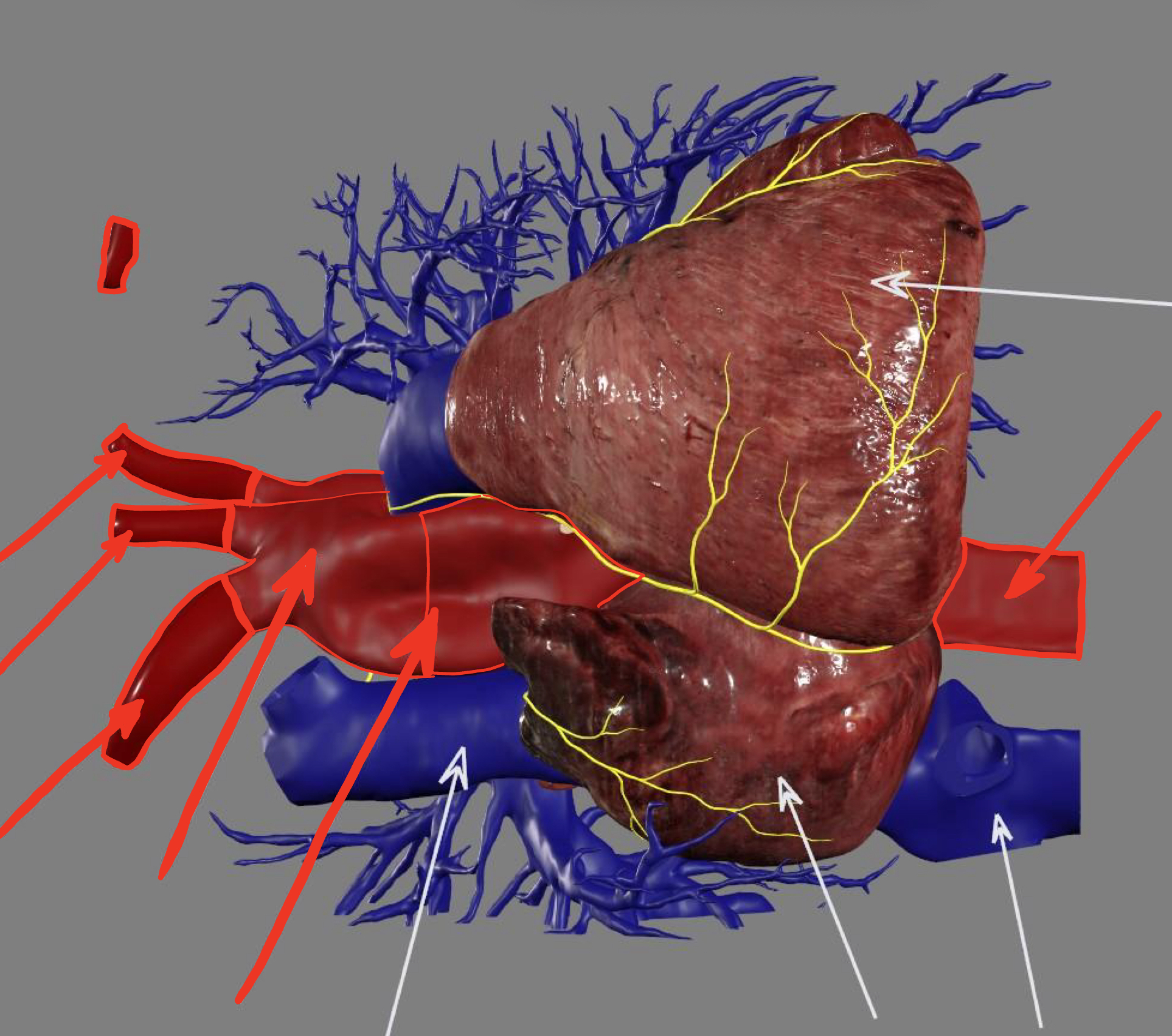 <ul><li><p>ascending aorta</p></li><li><p>aortic arch</p><ul><li><p>brachiocephalic trunk</p></li><li><p>left common carotid artery</p></li><li><p>left subclavian artery</p></li></ul></li></ul><p></p>