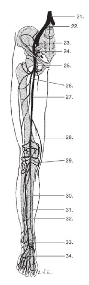 <p>Match the structures in Fig. 4–51 with the names of the arteries - #22</p><p>(A) Common femoral artery</p><p class="p1">(B) Popliteal artery</p><p class="p1">(C) Aorta</p><p class="p1">(D) Superficial femoral artery</p><p class="p1">(E) Internal iliac artery</p><p class="p1">(F) Profunda femoris artery</p><p class="p1">(G) External iliac artery</p><p class="p1">(H) Common iliac artery</p><p class="p1">(I) Tibioperoneal trunk</p><p class="p1">(J) Dorsalis pedis artery</p><p class="p1">(K) Anterior tibial artery</p><p class="p1">(L) Peroneal artery</p><p class="p1">(M) Plantar arch</p><p class="p1">(N) Posterior tibial artery</p>