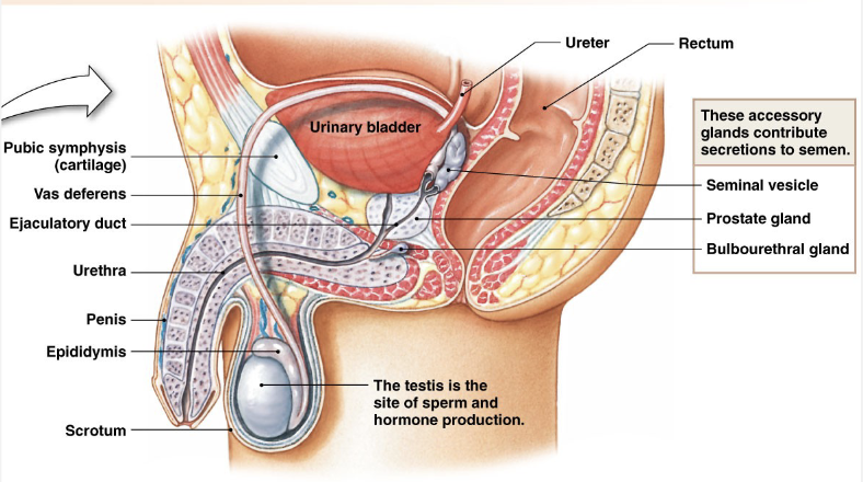 <p><strong>Pathway for Sperm</strong></p><ul><li><p>Seminiferous Tubules</p></li><li><p>Epididymis</p></li><li><p>Vas (Ductus) Deferens</p></li><li><p>Urethra</p></li><li><p>Prostate = joining point of urinary tract and sexual fluid</p></li></ul><p></p>