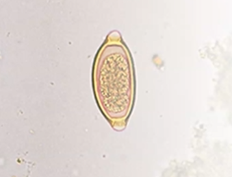 <p><span style="background-color: rgba(0, 0, 0, 0); line-height: 19.7625px;">What is the species in this photo and WHY?</span></p>