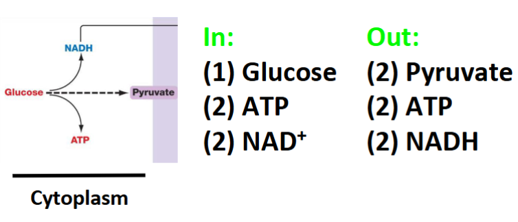 <p>splits the glucose into 2 pyruvate molecules, gains a small amount of ATP, the electrons are transferred from NAD+ , forming NADH</p><p></p>