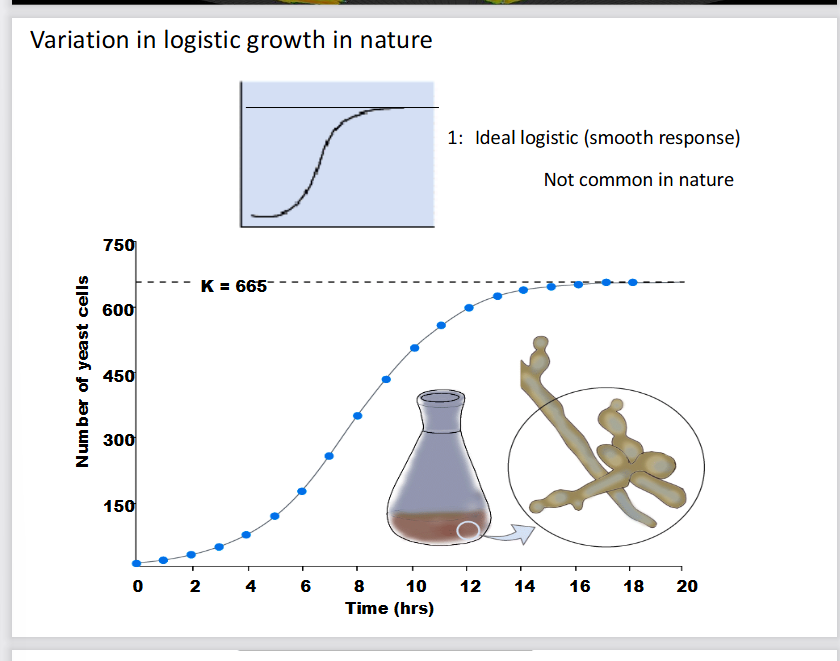 <p>this is an experiment of yeast cells growing in a flask. </p><p>The Carrying capacity is 665: Growth stops here because resources like nutrients and space become limited.</p>