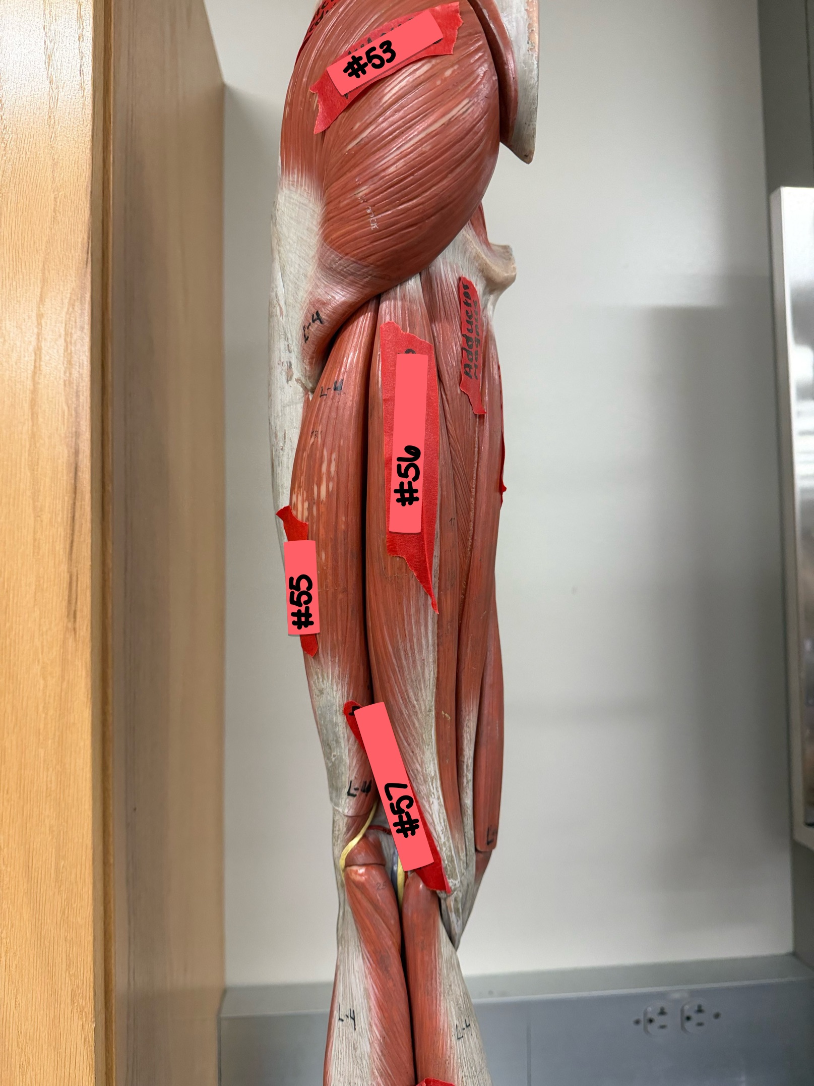 <p>What muscle is labeled at #57?</p>