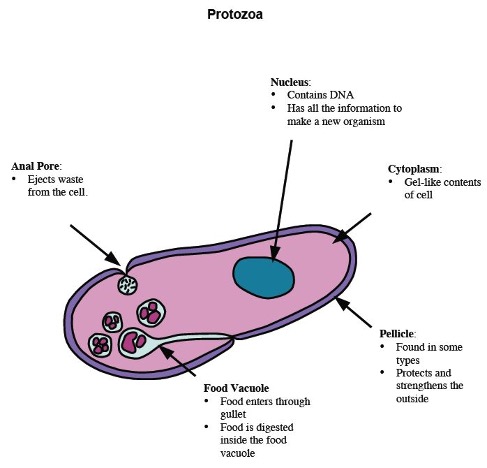 <p>describe the visual look of a <strong>protozoa </strong>using this:</p>