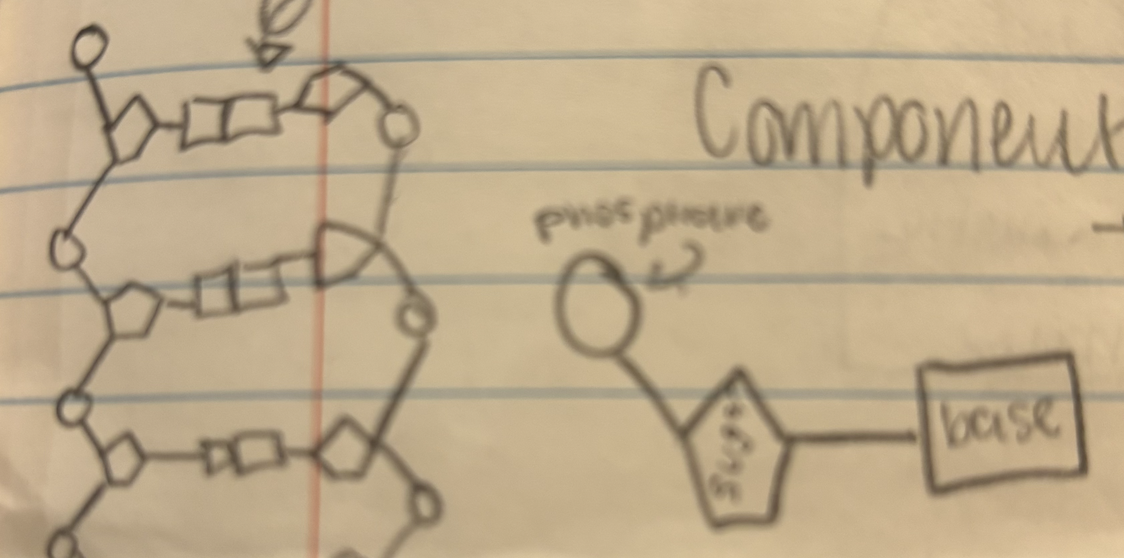<p>shaped like a ladder</p><p>rail of the ladder - sugar and phosphates</p><p>ring of ladder - 2 complementary bases</p>