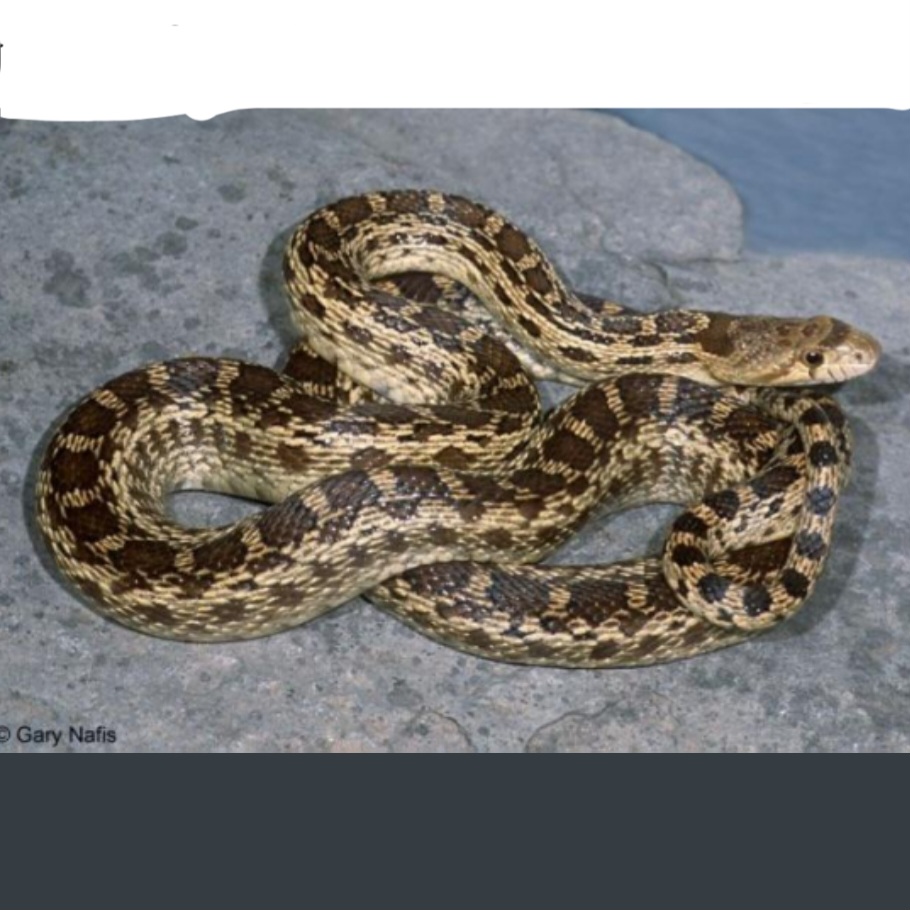 <p>name this animal</p>