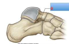 <p>Visualized laterally, Ligaments pass through, opening in the subtalar joint, formed by a depression of the talus and calcaneal sulcus</p>