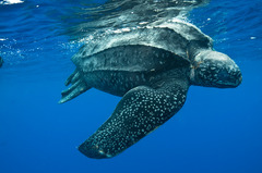 <p>морська рептилія</p>