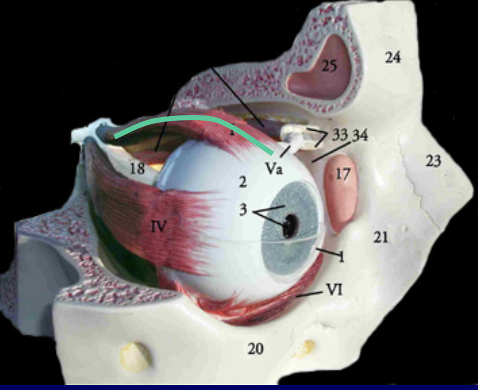 <p>innervated by?</p>
