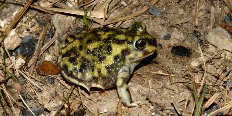 <p>Scaphiopodida<br>Scaphiopus couchii<br>Couch’s spadefoot toad</p>