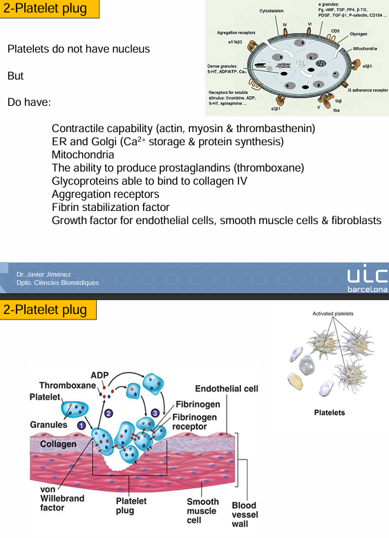 <p>Plaquetas no tienen núcleo </p><p>Son cachitos de células, fragmentos celulares que vienen de la partición de otras células. </p><p>→ vienen de:</p><ul><li><p>La descamación de megacariocitos (van sacando vesículas grandes que son las plaquetas)</p></li></ul><p>Tienen capacidad de cambiar su forma o no?</p><ul><li><p>Tienen citoesqueleto contráctill, así que sugiere que sí</p></li></ul><p>También tienen un retículo endoplasmático, mitocondrias y un aparato de Golgi (sirve para producir proteínas y de las que producen muchas van fuera) muy desarrollado</p><p>También tienen una importante capacidad de secretar cosas.</p><div data-type="horizontalRule"><hr></div><p>Qué son capaces de secretar?</p><ul><li><p>Grandes capacidades de <strong>calcio</strong></p></li></ul><p>Asimismo tiene muchas mitocondrias para la producción de energía. </p><div data-type="horizontalRule"><hr></div><p>Las plaquetas también tienen la capacidad de producir prostaglandinas.</p><ul><li><p>Moléculas de conexión, mediadores de inflamación, mediadores de otras respuestas mediante otras células…</p></li></ul><p>Para qué nos sirven las prostaglandinas?</p><ul><li><p>Nos sirven para que las plaquetas, cuando se activen, se puedan comunicar con otras (lo hacen mediante las prostaglandinas)</p></li></ul><div data-type="horizontalRule"><hr></div><p>Qué tienen las plaquetas?</p><ul><li><p>Tienen glicoproteína - estas son capaces de:</p><ul><li><p>Unirse al colágeno</p></li></ul></li></ul><p>La sangre no tiene colágeno - hay en el endotelio vascular </p><ul><li><p>sangre no tiene contacto con el colágeno</p></li></ul><p>Recordemos que plaquetas tienen receptores para el colágeno</p><p>Cuando se rompa el vaso:</p><ul><li><p>Las plaquetas ya tienen receptores que reconocen moléculas que están en la parte de fuera de los vasos</p></li></ul><p>También tienen moléculas de agregación para formar agregación de plaquetas</p><p>También tienen elementos que hacen que la fibrina se estabilice y moléculas que ayudan a la fibrina a hacer fibras</p><p>Por último, tienen factores de crecimiento para células endoteliales, músculo liso y fibroblastos que ayudan a regenerar el tejido </p><p></p>
