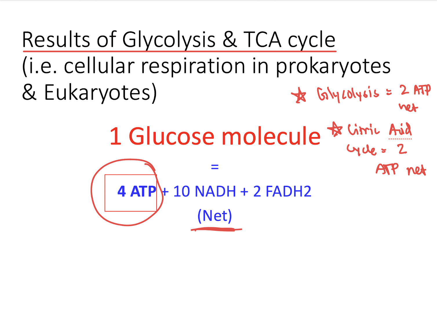 <p>acetyl CoA loses  2 carbons &amp; produced 2 CO2</p><ul><li><p>Major Goal: TRANSFER electrons (breaking carbon bonds) deriving potential energy</p></li></ul><p>—> loading electrons carriers: NADH, FADH2</p><p>—> 2 ATP net</p><p></p>