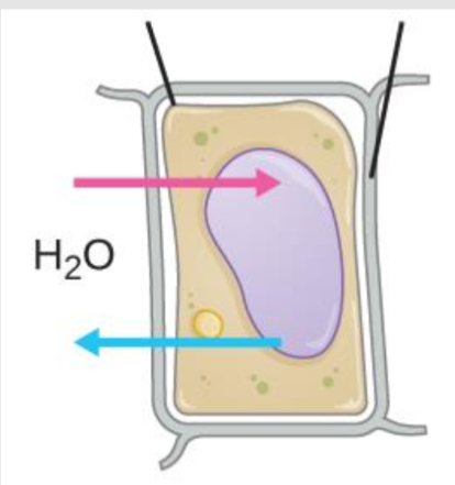 <p>Incipient plasmolysis</p>