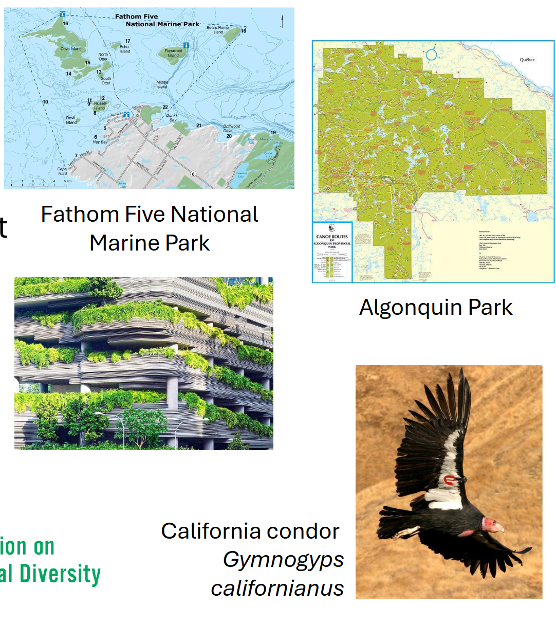 <ul><li><p><span>Protect areas</span></p></li><li><p><span>Sustainable resource management</span></p></li><li><p><span>Re-establish species</span></p></li><li><p><span>Captive breeding and species recovery programs</span></p></li><li><p><span>Conservation policy and global cooperation</span></p></li></ul><p></p>