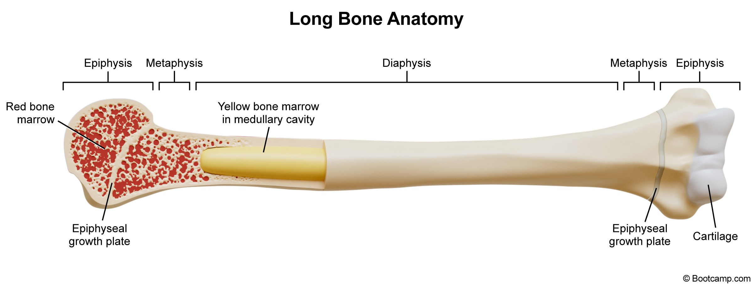 <p><span>What is found in the epiphysis of a long bone?</span></p>