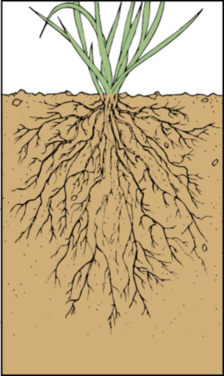 <p>bắt nguồn từ</p><p>= stem from, originate</p><p>= to have developed from something or be the result of something</p>