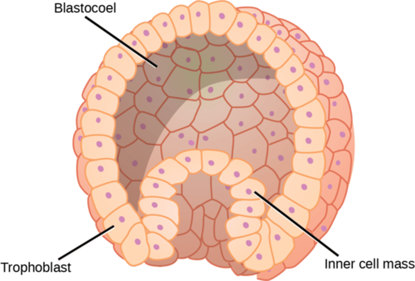 <p>zona hatching</p>