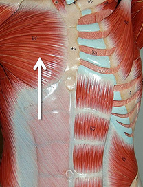 <p>Muscle, Origin, Insertion, Action. Perform the action on your own body</p>