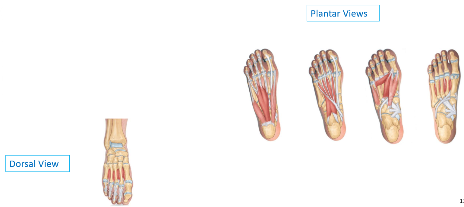 <ul><li><p>Found primarily on the <strong>plantar</strong> side of the foot</p></li><li><p><u>Major groups</u>:</p><ul><li><p><strong>Hallucis muscles</strong>: 1st digit</p></li><li><p><strong>Digiti minimi muscles</strong>: 5th digit</p></li><li><p><strong>Central muscles</strong>: varied attachments &amp; functions</p></li></ul></li></ul><p></p>