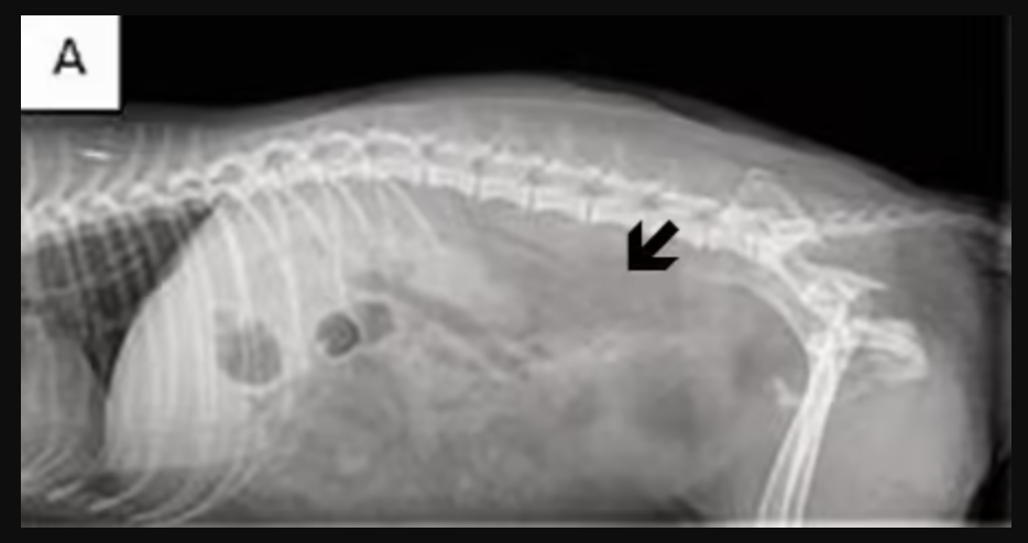 <p>Barnaby presents with a 3-week history of regurgitation immediately after eating. The owner reports food and liquid coming back up without apparent effort, shortly after swallowing.</p><p>Physical examination is unremarkable. Thoracic radiographs show a mildly widened esophageal shadow in the caudal thorax. The clinician suspects megaesophagus or an esophageal motility disorder.</p><p>The clinical question: is there a structural obstruction, or is there a functional problem with esophageal peristalsis?</p><p>A standard lateral thoracic radiograph with barium administered orally shows barium retained in a dilated esophagus — but cannot show whether esophageal contractions are occurring.</p><p>An esophageal fluoroscopy study with barium is then performed.</p><p>Barnaby:</p><p></p><p></p><p><strong>Which explanation best accounts for why esophageal fluoroscopy answers the clinical question when the standard thoracic radiograph with barium could not — and correctly identifies what fluoroscopy specifically adds?</strong></p><p><span>a. Fluoroscopy uses higher radiation energy than standard radiography, allowing it to penetrate the esophageal wall more effectively and visualize subtle mucosal abnormalities that standard barium radiographs cannot detect.</span></p><p><span>b. Fluoroscopy produces continuous X-ray images over time, allowing the clinician to observe the swallowing sequence and esophageal peristalsis as they occur — revealing whether the esophagus is propelling the barium bolus toward the stomach (functional peristalsis) or retaining it without coordinated contractions (motility disorder). A static radiograph captures only one moment and cannot show whether peristalsis is occurring.</span></p><p><span>c. Fluoroscopy uses a radiotracer that specifically labels esophageal smooth muscle, allowing metabolic activity of the muscle to be measured and functional contractions to be detected even when barium is not administered.</span></p><p><span>d. Fluoroscopy eliminates the need for contrast material by detecting natural differences in esophageal soft tissue density — the smooth muscle of a contracting esophagus attenuates X-rays differently from a relaxed esophagus, making peristalsis directly visible without barium.</span></p>