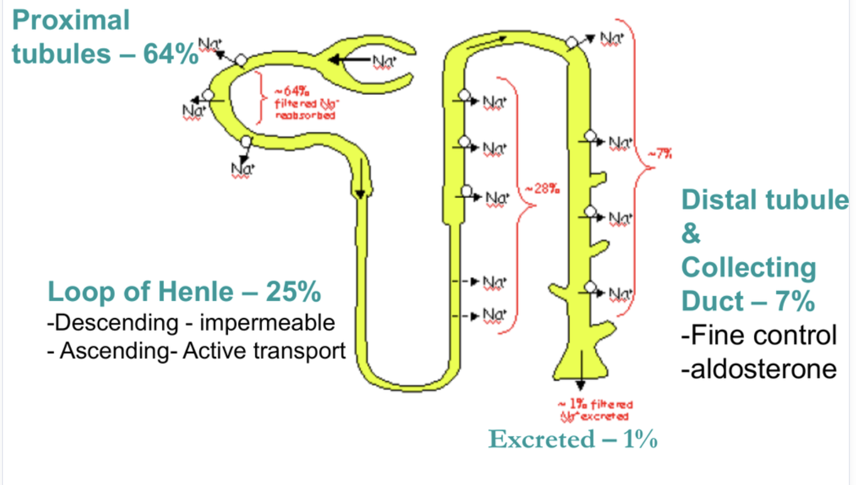 <p>64% - proximal tubule</p><p>25% - loop of Henle (ascending limb)</p><p>7% - distal tubule and collecting duct</p><p>1% - excreted</p>