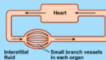 <p>Closed circulatory system</p>