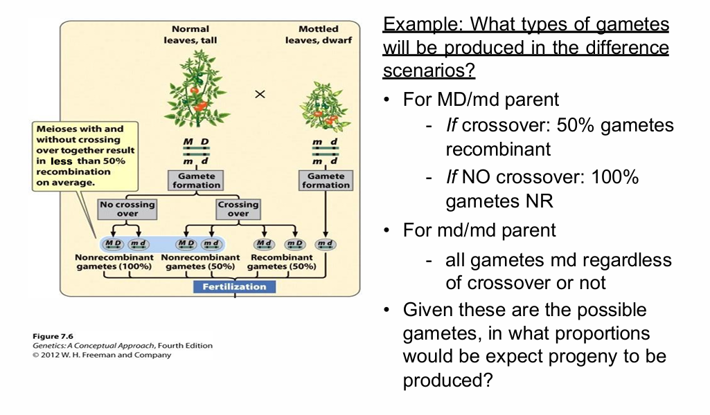 <p>If no crossover occurs between M and D:</p><p>- Only parental/non-recombinant gametes:</p><p>- MD</p><p>- md</p><p>.</p><p>If crossover occurs:</p><p>- Recombinant gametes can also be produced:</p><p>- Md</p><p>- mD</p><p>Because crossing over is reciprocal, the two recombinant classes are produced in equal numbers.</p>