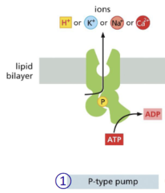 <p>phosphorylate “pee” </p>