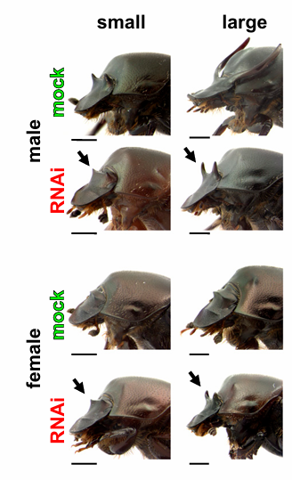 <ul><li><p>level of dsx influences whether grow a horn or not</p></li><li><p>Males and females have unique doublesex isoforms. Large males upregulate dsx compared to small males and females.</p></li><li><p>Male doublesex RNAi reduces large horns of large males and induces ectopic horns in hornless females! Doublesex has opposing roles between males and females.</p></li><li><p>loss of function of dsx: </p><ul><li><p>small male (small diet) - not big effect</p></li><li><p>large  male - form tiny horns</p></li><li><p>OPPOSITE in females. </p><ul><li><p>large = suppresses horns in females</p></li></ul></li></ul></li></ul><p></p>
