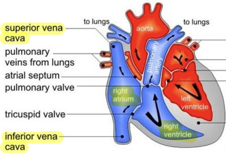 <p>mix of <span style="color: red;">oxygenated and deoxygenated blood</span>; from IVC and SVA</p>