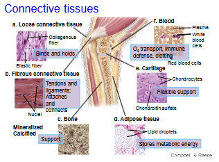 <p>Binds plus supports other tissues and has</p><p>many functions.</p><p>• Contains sparsely packed cells scattered</p><p>throughout an extracellular matrix.</p><p>• Matrix consists of fibers in a</p><p>liquid, jelly-like, or solid foundation.</p>